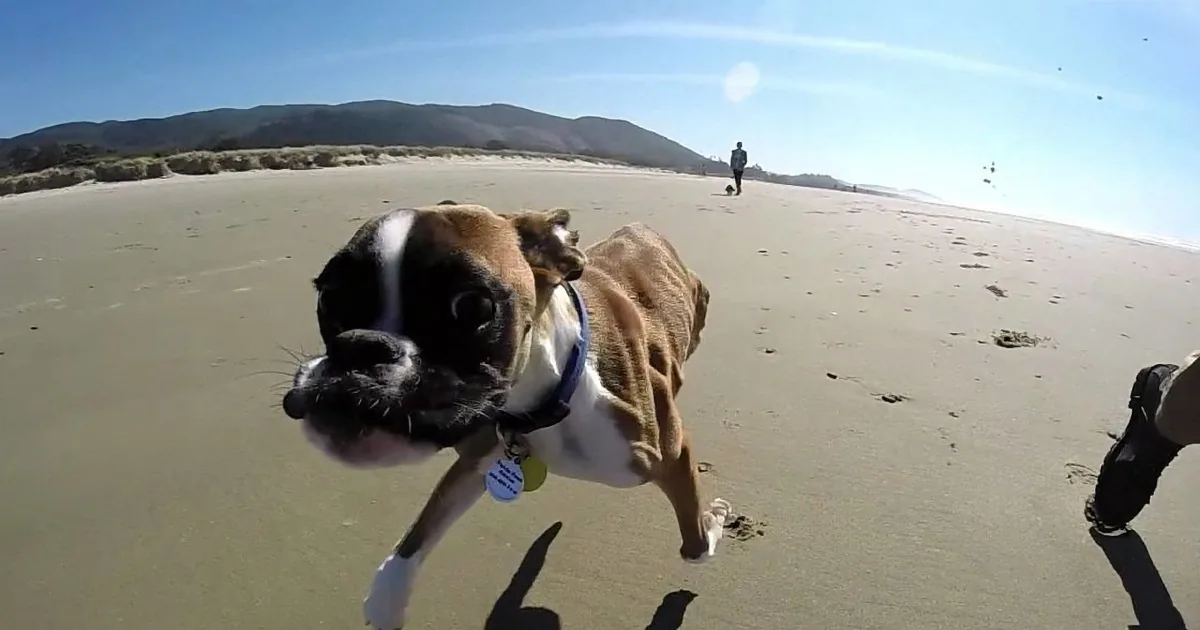 A playful dog with a white and brown coat runs on a sandy beach, with a person in the distance and mountains in the...