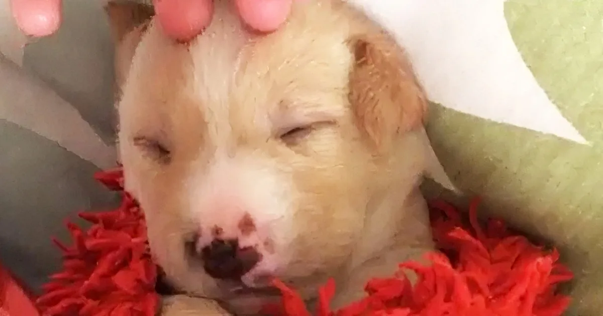 A cute, sleepy puppy with light brown fur rests on a red blanket, being gently petted on the head.