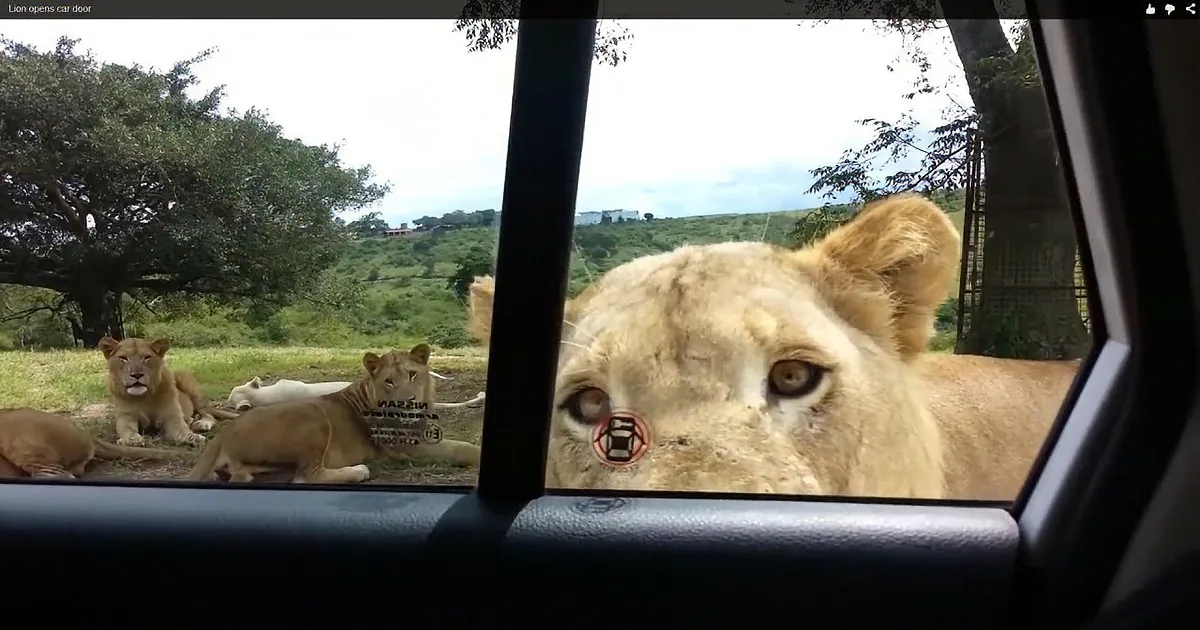 A lion rests on a car door, surrounded by other lions in a grassy field.
