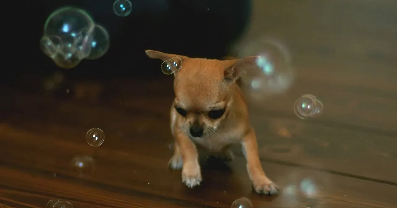 A small dog with big eyes looks at bubbles floating around on a wooden floor.