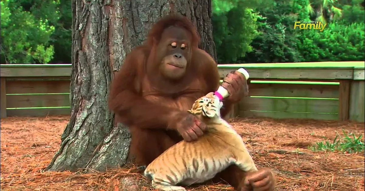 An orangutan holds a baby tiger while both rest on the ground near a tree.