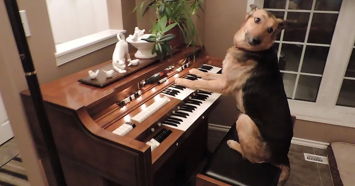 A dog is sitting on a piano bench, playing the keys with its paws.