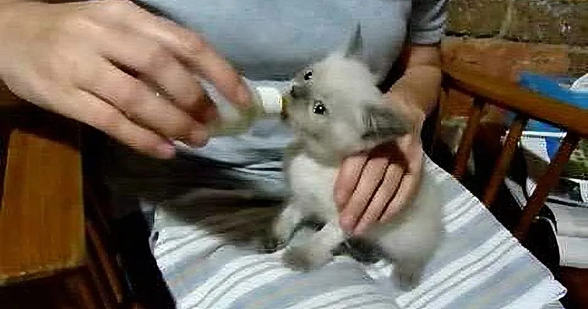 A person holds a small, fluffy rabbit while feeding it with a bottle.