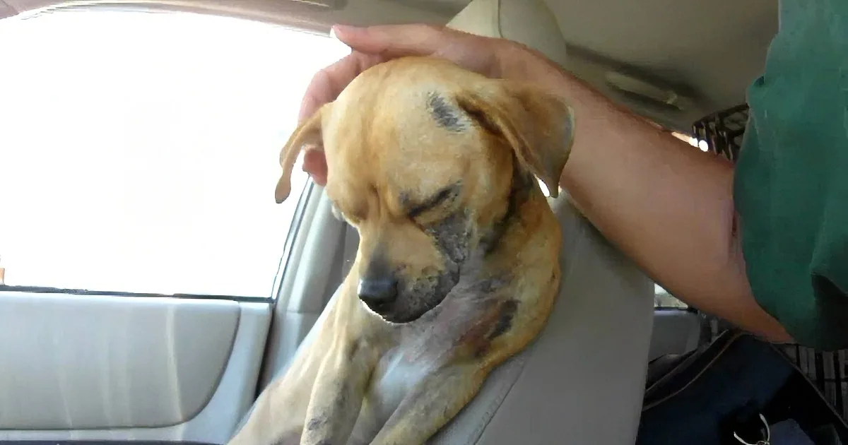 A person pets a light brown dog with a black patch on its head in a car.
