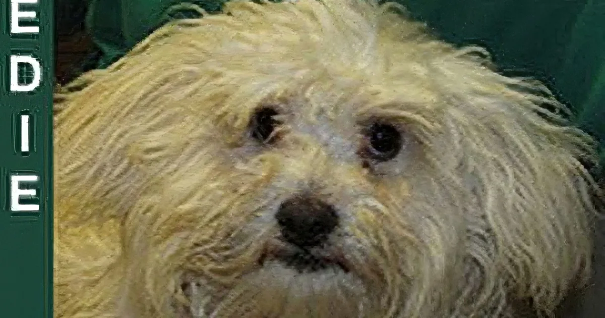 A fluffy, light-colored dog with a slightly wet or matted coat is looking directly at the camera.