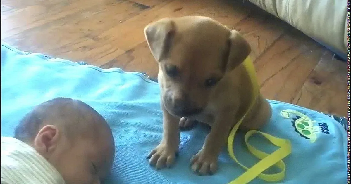 A puppy wearing a yellow harness stands on a blue mat next to a sleeping baby.