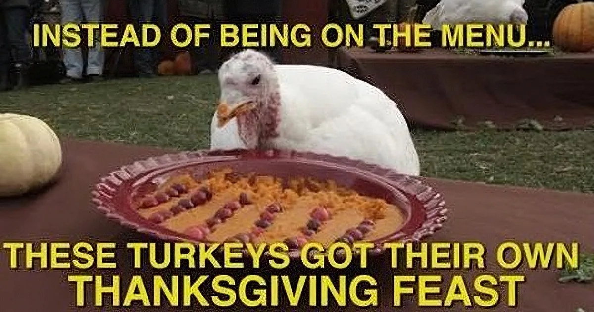 At One Thanksgiving Feast, Turkeys Are the Guests of Honor! You Won't Believe This!