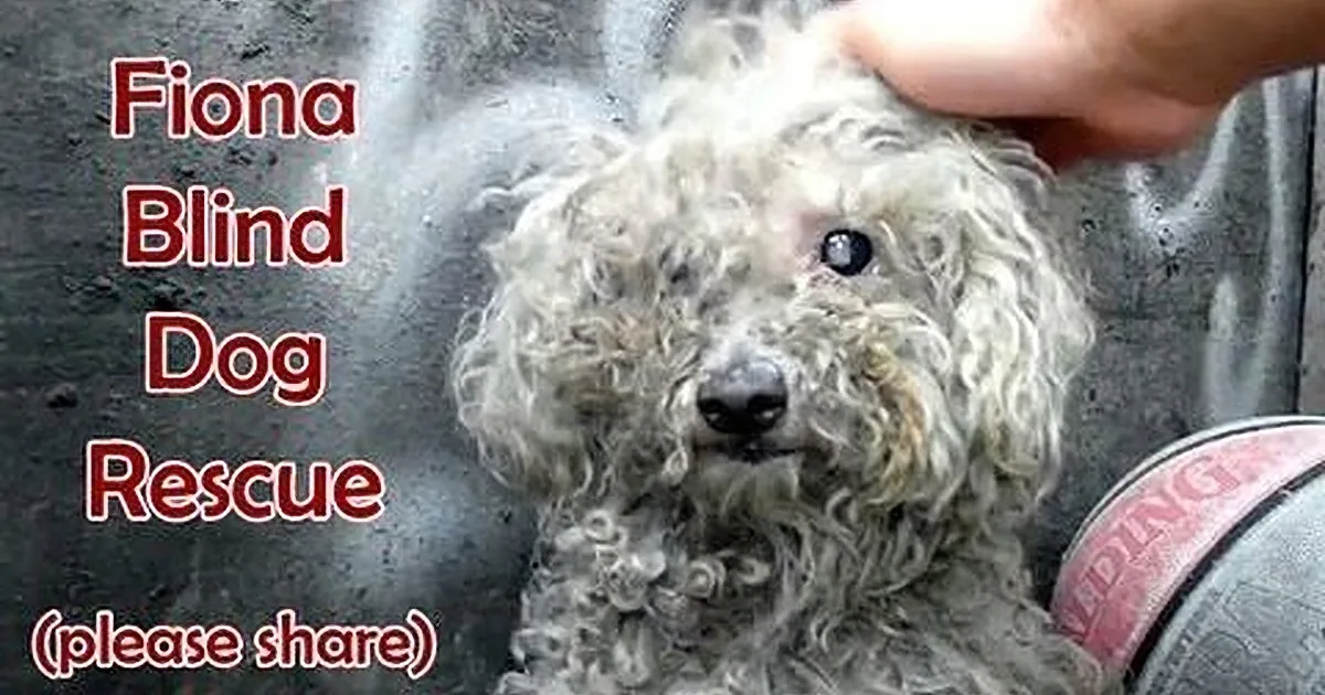 A fluffy, light-colored dog with a hand gently petting its head is shown in a close-up.