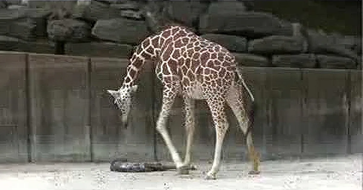 A giraffe bends down to eat something on the ground near a stone wall.