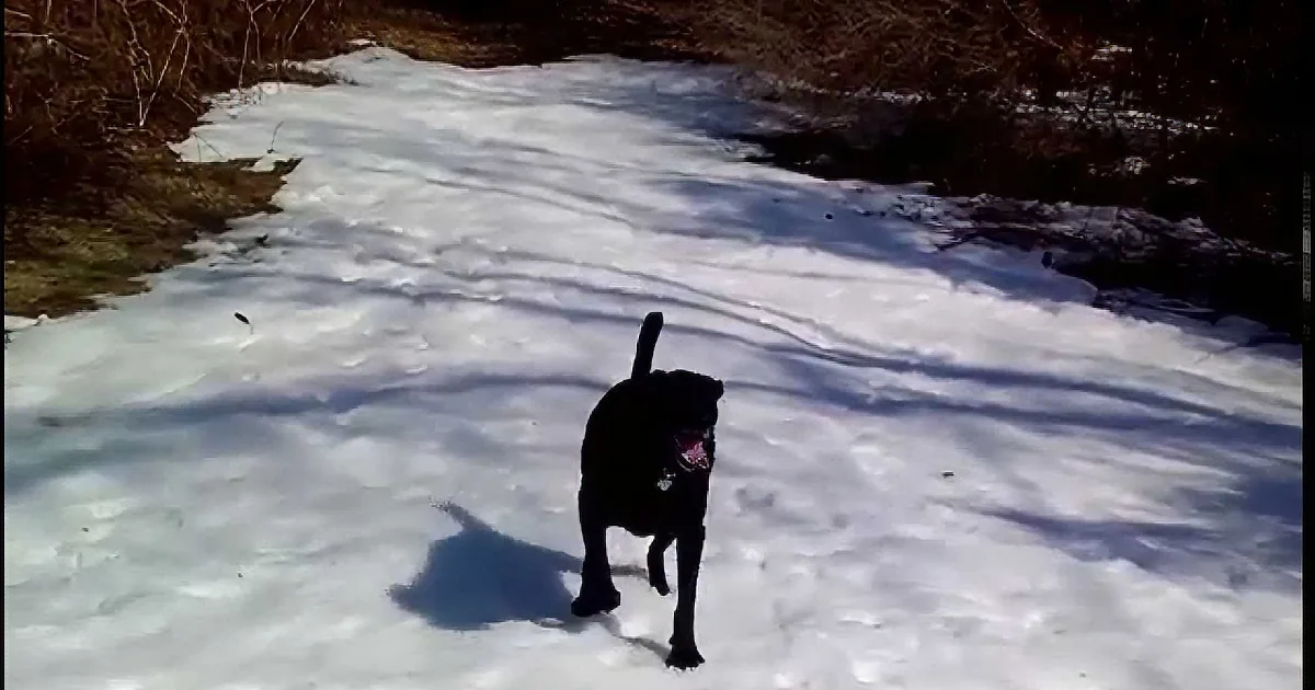 A dog walks through snow, its silhouette casting a shadow on the ground.