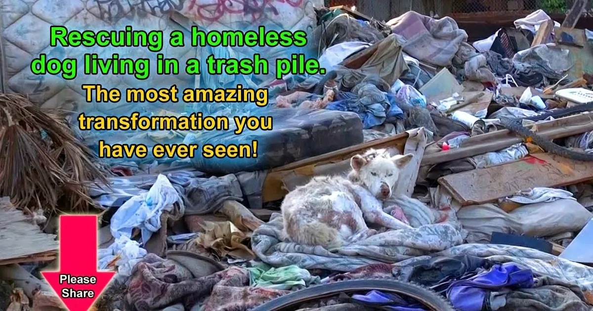 A dog is rescued from a trash pile, surrounded by discarded items, showcasing a remarkable transformation.