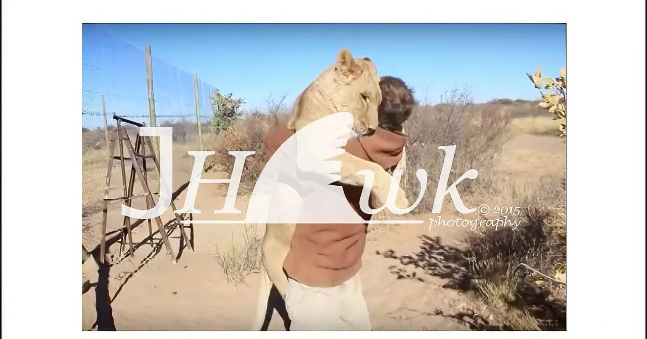 A person in a lion costume hugs a lion in a fenced enclosure under a clear blue sky.