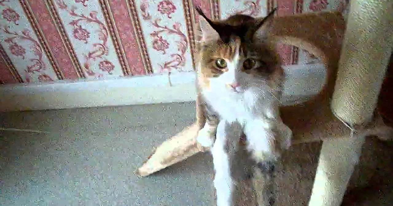 A cat with green eyes and a white and brown coat is standing on its hind legs, looking up.