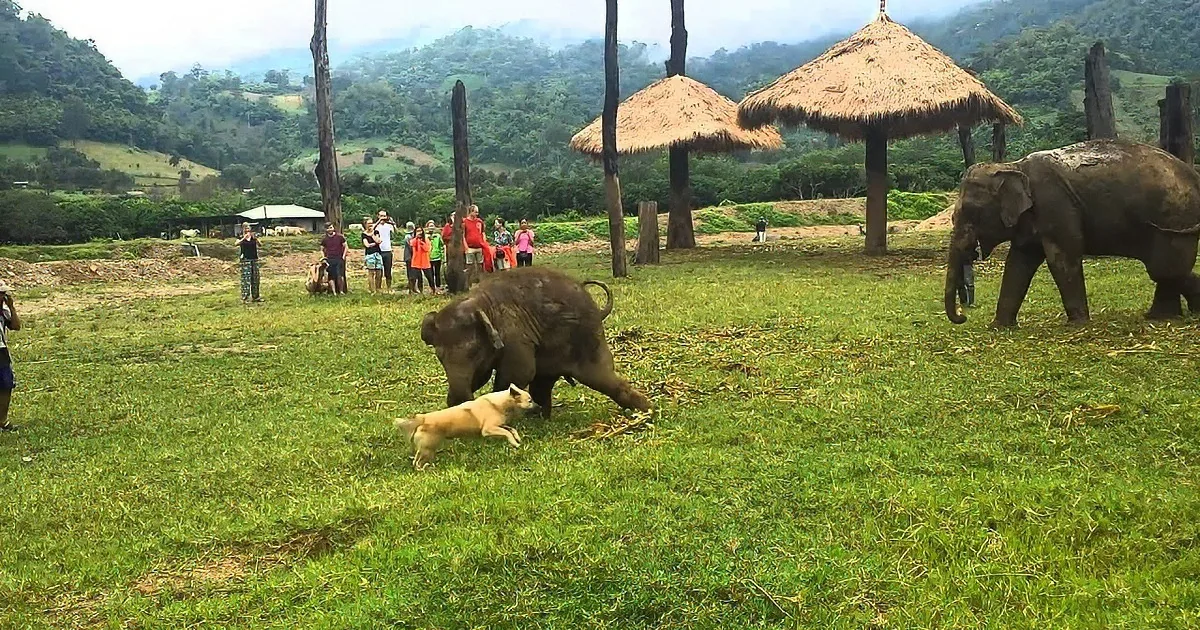 Elephants and puppies play in a grassy field with tourists and thatched huts in the background.
