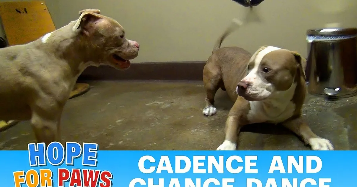 Two pit bulls are interacting, one looking up, the other looking down, with text encouraging sharing if you love pit bulls.