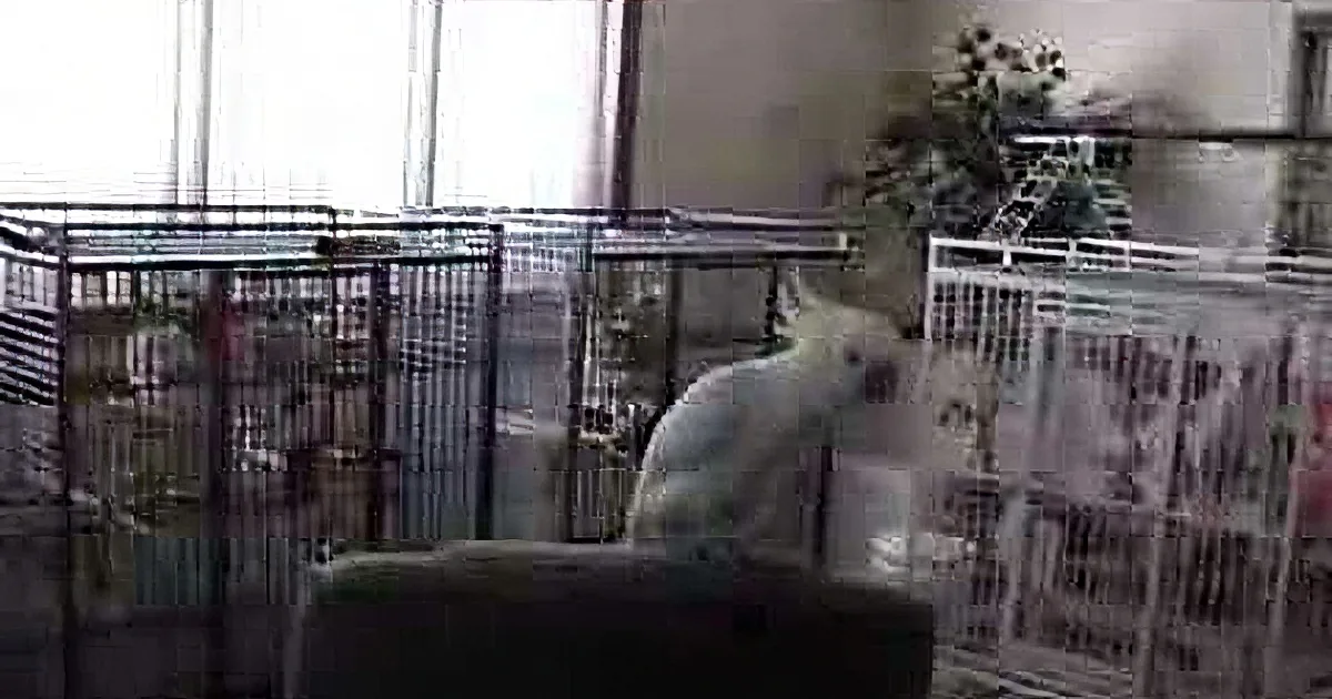 A cockatoo perches on a cage, pecking at a newspaper, with a plant and other cages in the background.