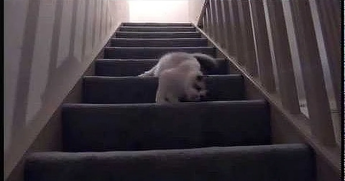 A white cat with a dark patch on its back is climbing up a carpeted staircase.