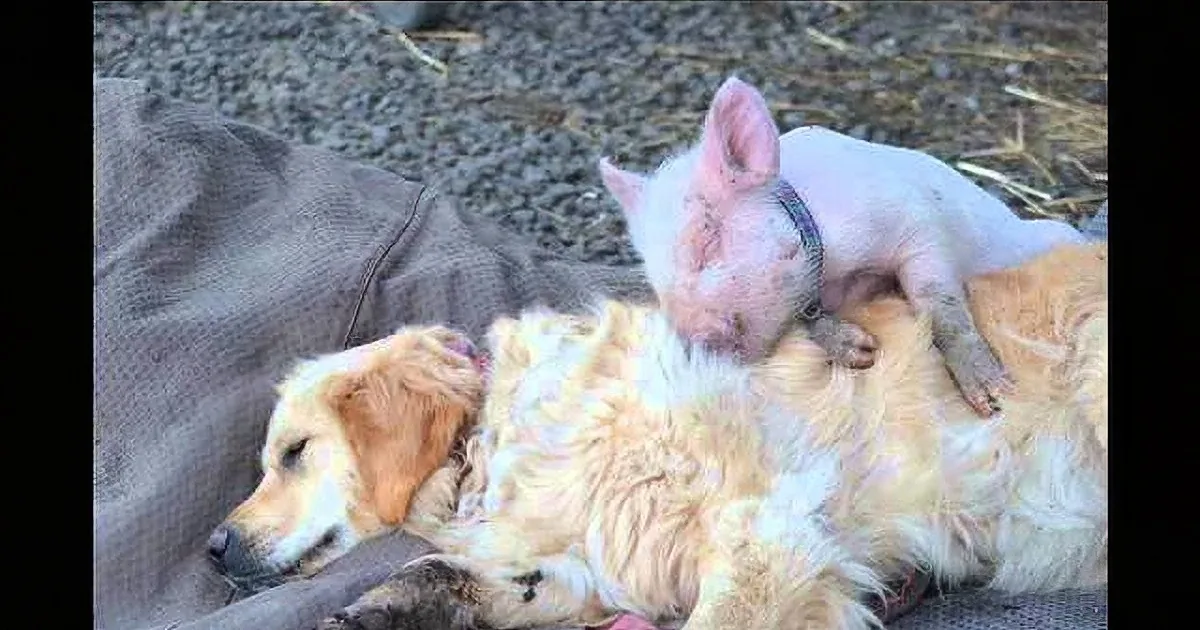 A golden retriever and a pig are lying together on a blanket, appearing relaxed and comfortable.