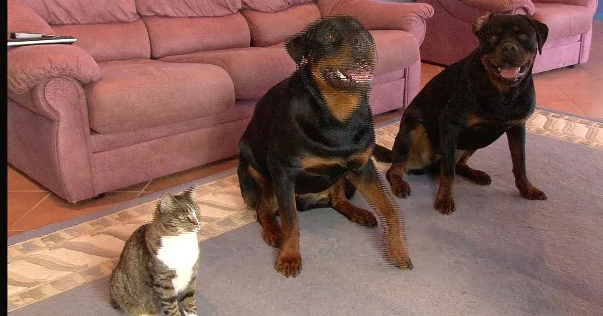 Two Rottweilers and a tabby cat sit on a carpet, looking at something off-camera.