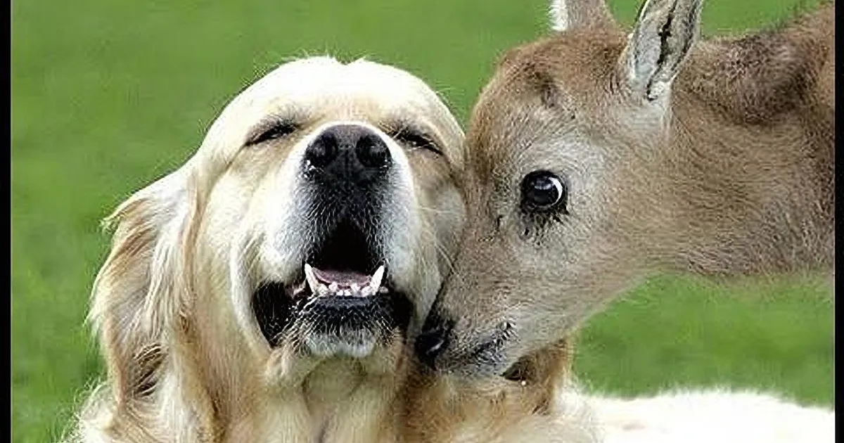 A golden retriever and a kangaroo are interacting in a grassy field.