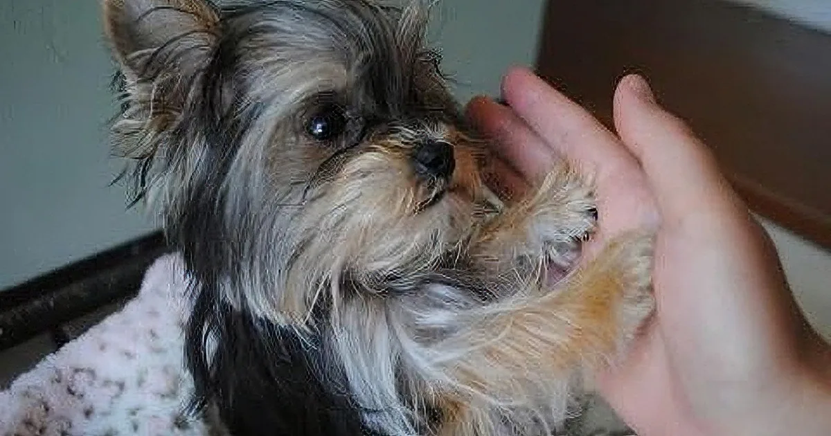 A small dog with wet fur is being petted by a hand, looking slightly to the side.