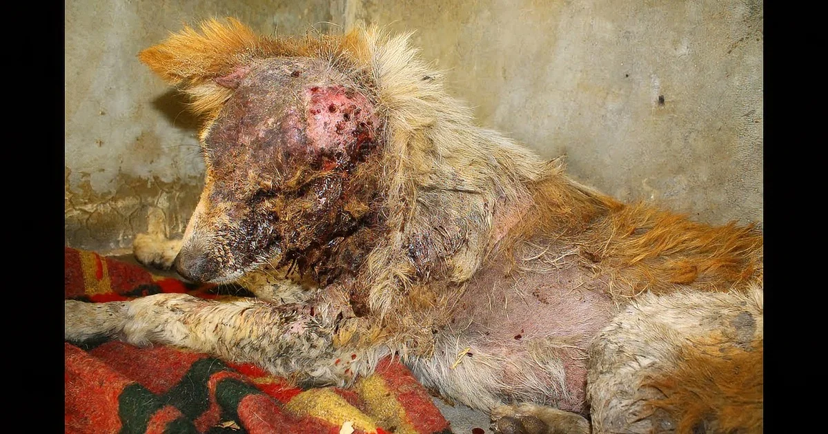 A severely injured, matted dog with a large, open wound on its head lies on a colorful blanket.