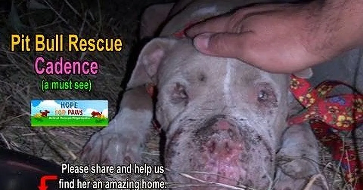 A hand pets a pit bull with visible injuries, surrounded by text about a rescue and plea for help.