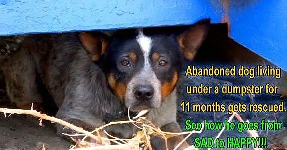 This Scared Dog Lived Under a Dumpster for 11 Months. but He Did This After His Rescue & Made Me Cry