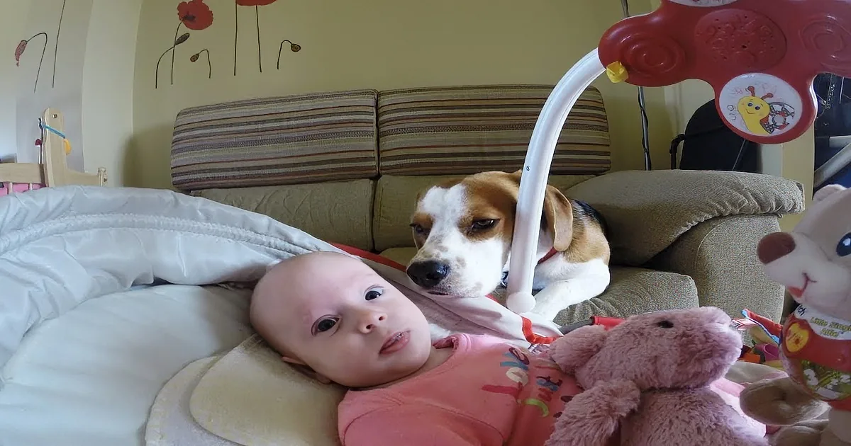 A baby lies on a changing table while a beagle dog looks on, with a cozy living room in the background.