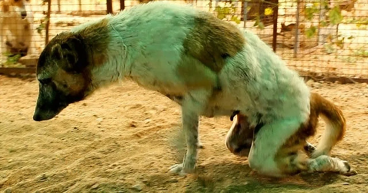This Stray Dog Was Hit by a Car & Paralyzed. You''ll Be Amazed When You See Rescuers Do This!