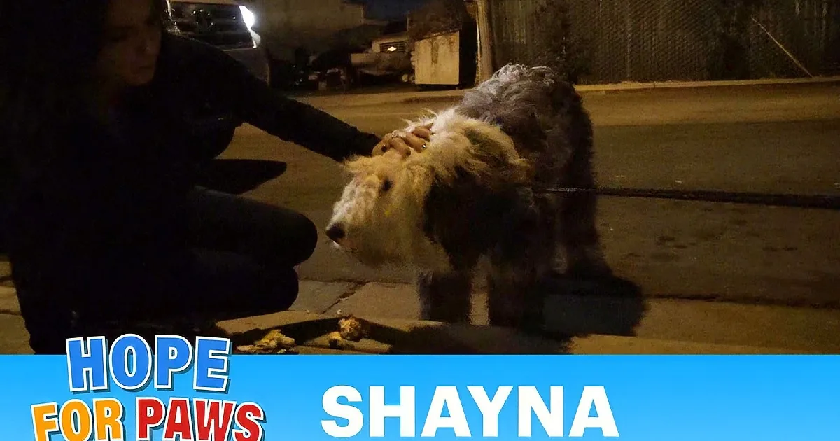 An Old English Sheepdog is shown in various stages of recovery, from rescue to a happy, healthy dog.