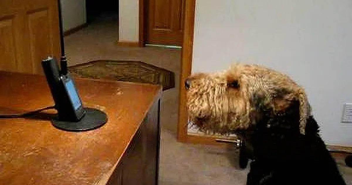 A dog is sitting on a carpeted floor near a wooden desk with a phone and a lamp.