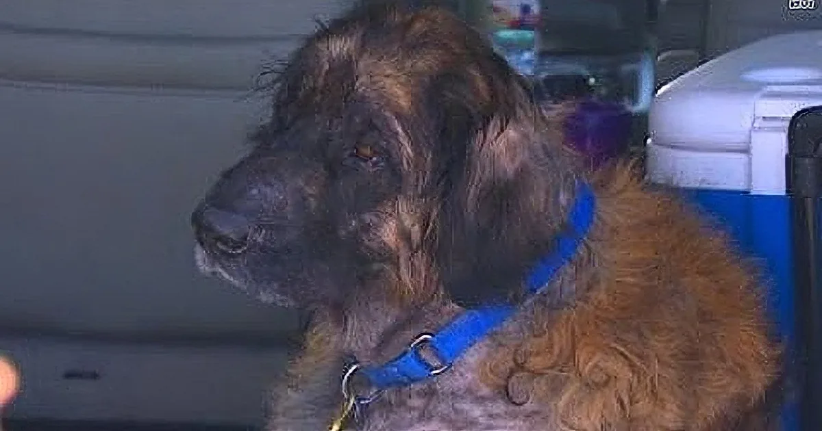 You Won't Believe What a Vet Did to This Poor Dog. This Is Unbelievably Horrendous!