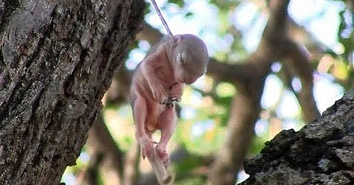 They Noticed This Baby Hanging by a Thorn in the Forest, but What They Do Next Stole My Heart!