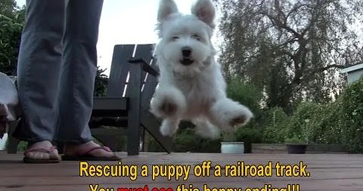 A white dog leaps mid-air, with a person's legs and a wooden bench in the background.