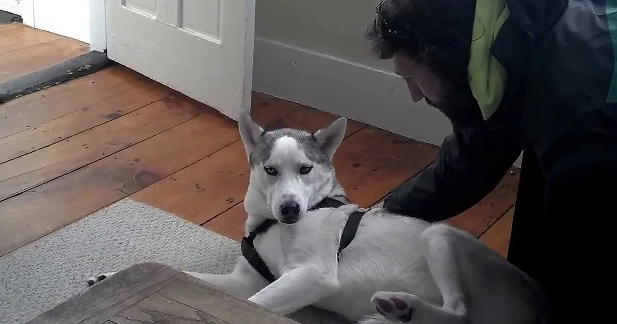 A person pets a relaxed husky dog lying on a wooden floor near a door.