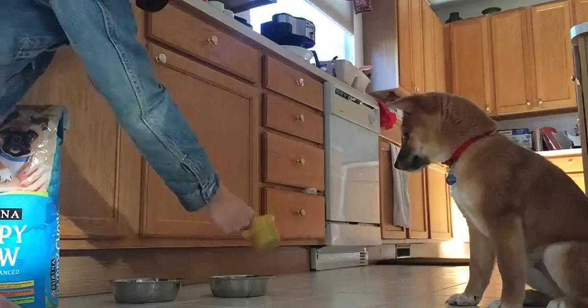Owner Tries to Train His Dog by Not Letting Him Eat! Is It for Real? Unbelievable!