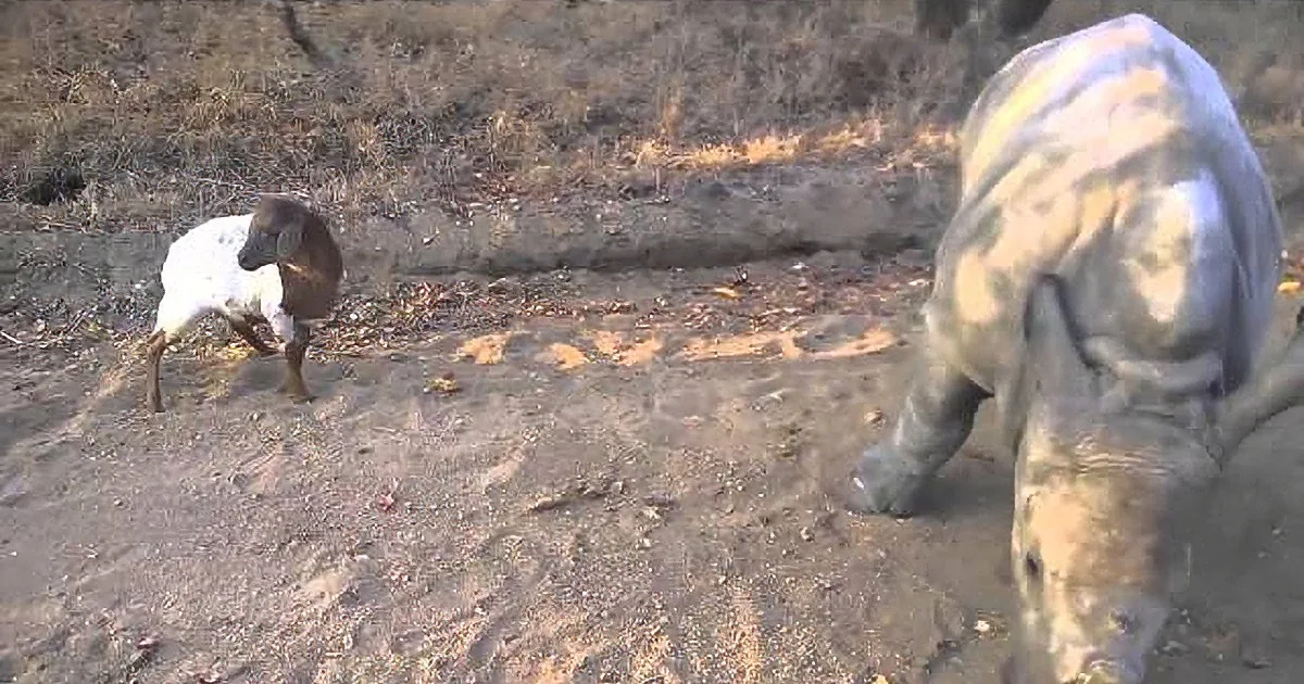 A goat stands on a dirt path near a cow, both facing away from the camera.
