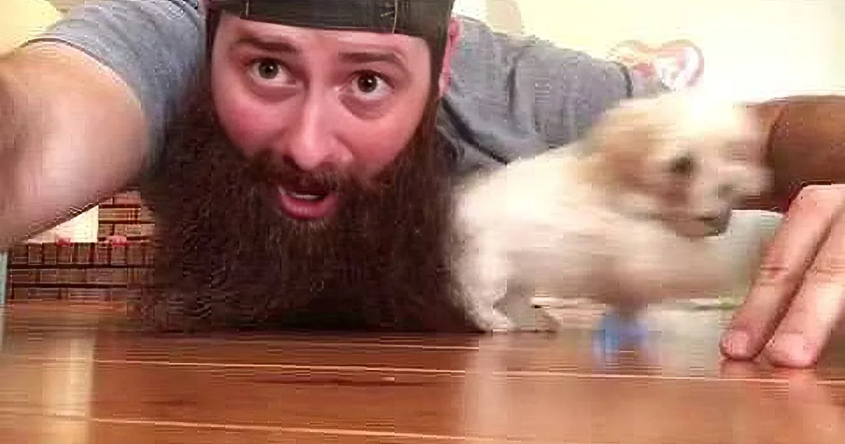 A man with a beard and cap leans forward, holding a small white dog on a wooden floor.