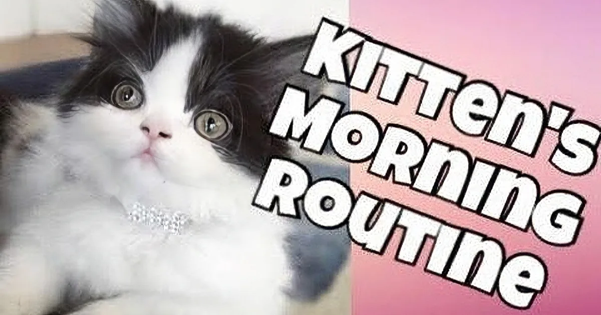 This Is a Cat''s Morning Routine, but Wait Till You Hear Him Ordering the Servant Around. Hilarious!