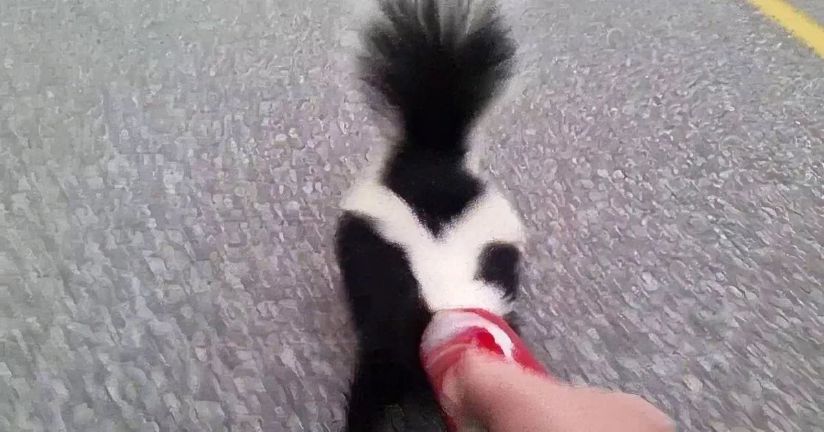 A skunk is being sprayed with a red and white substance by a person's hand.