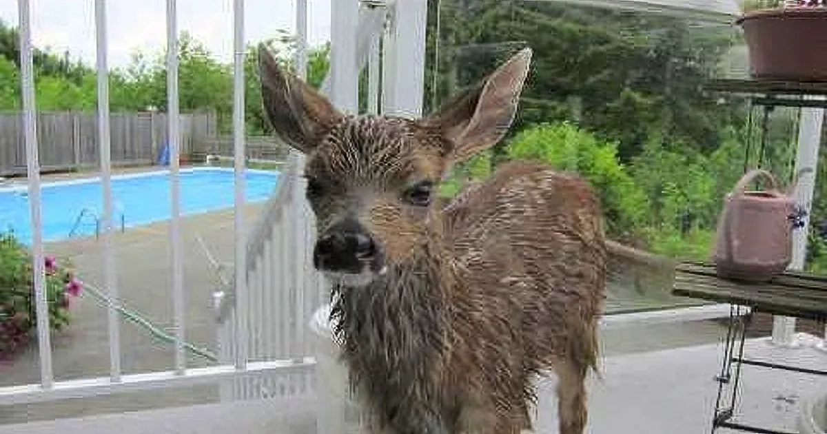 A wet fawn stands on a porch, with a pool and garden in the background.