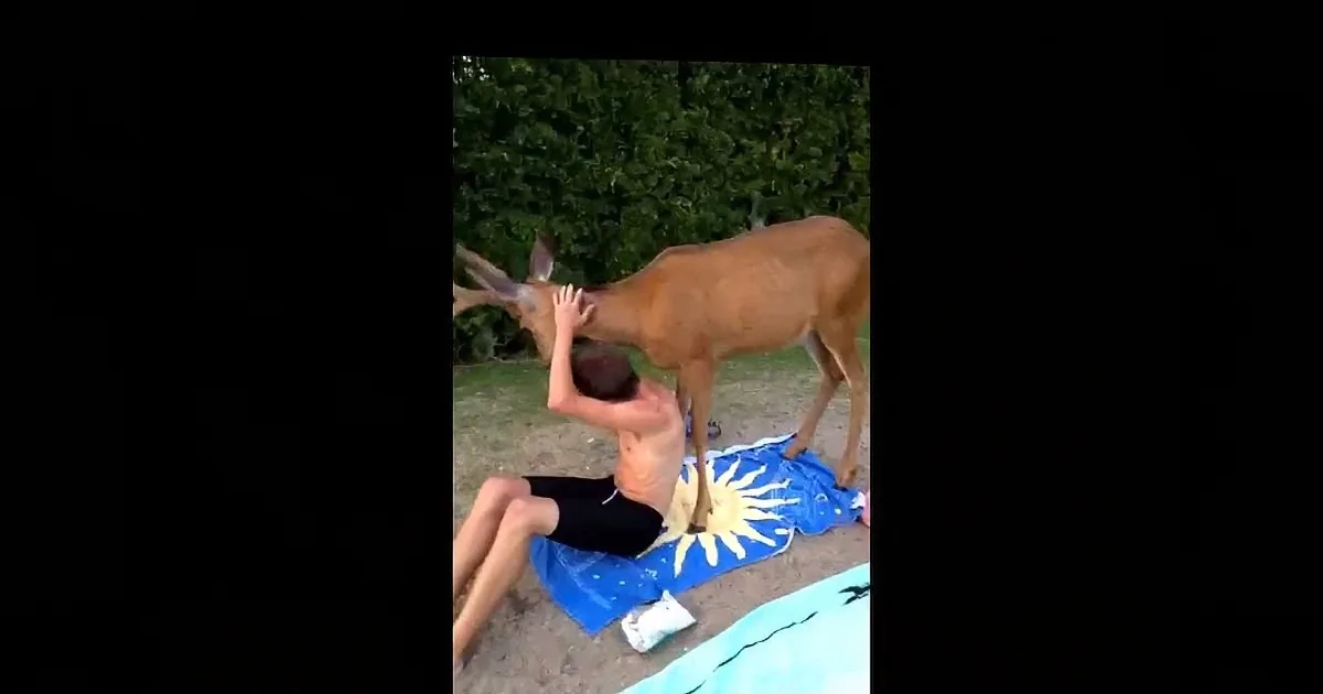 A person is petting a deer on a beach, with a blue towel and a sun graphic nearby.