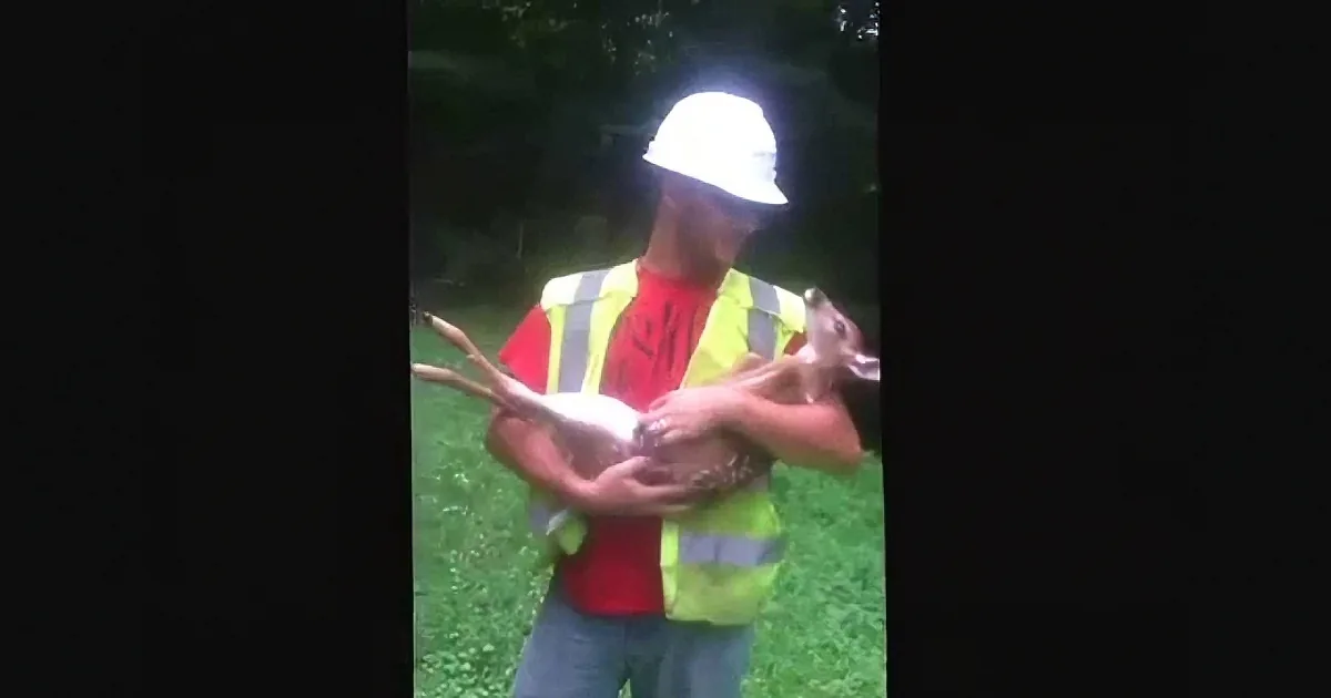 A person in a hard hat and safety vest holds a deer in a grassy area.