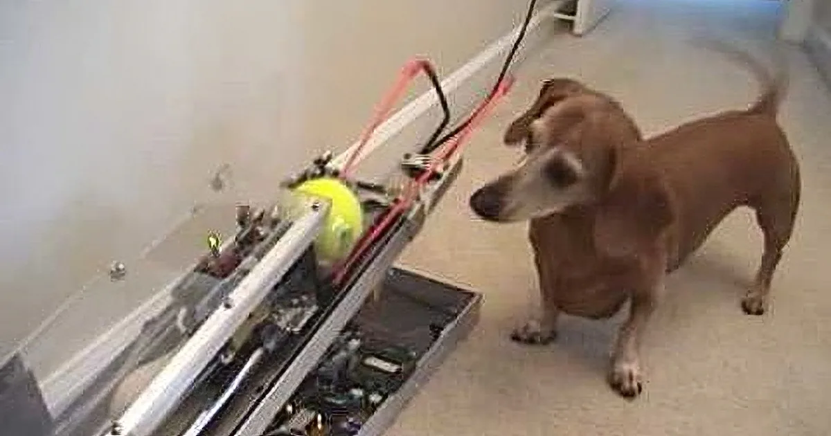 A curious dog stands near a toolbox, sniffing a yellow tennis ball inside.