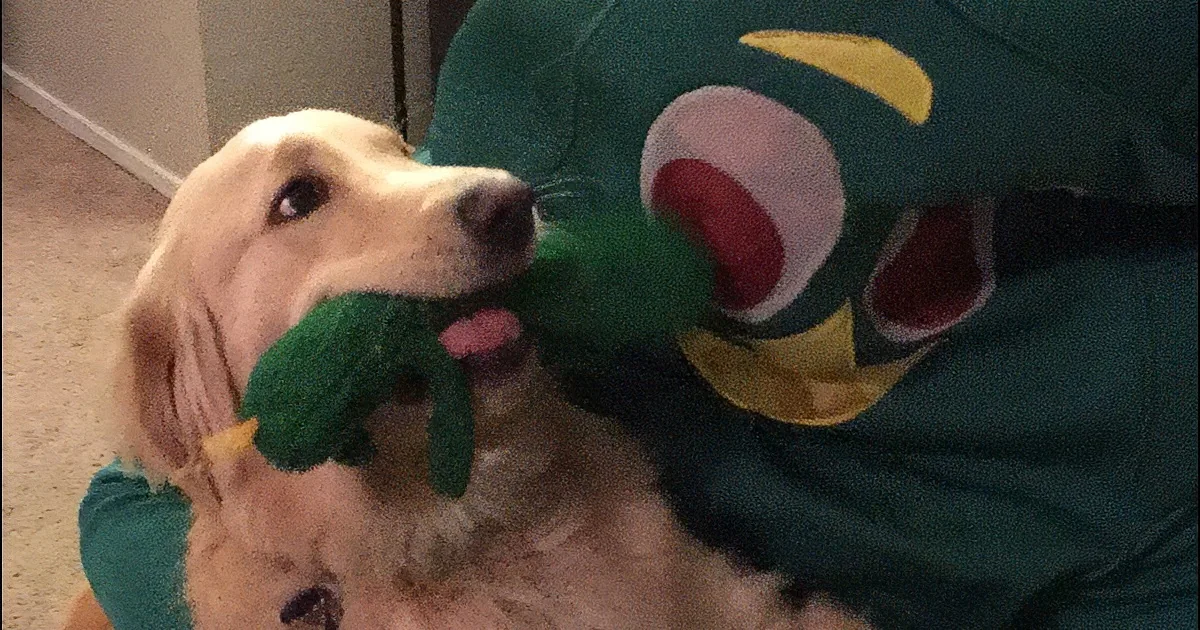A golden retriever is playfully chewing on a green stuffed toy with a red and yellow face.