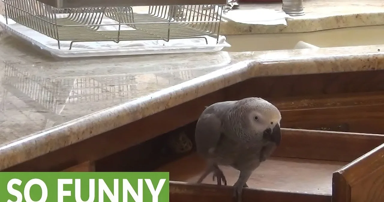 Everyone Has Been Talking About This Parrot That Came out of a Tiny Drawer! Wow!
