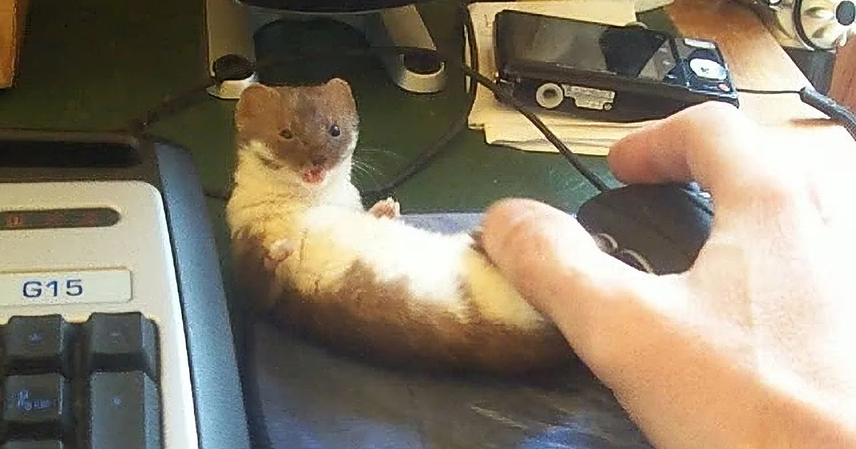What Is This Man Doing With a Rodent? You''re Not Going to Believe It, OMG!