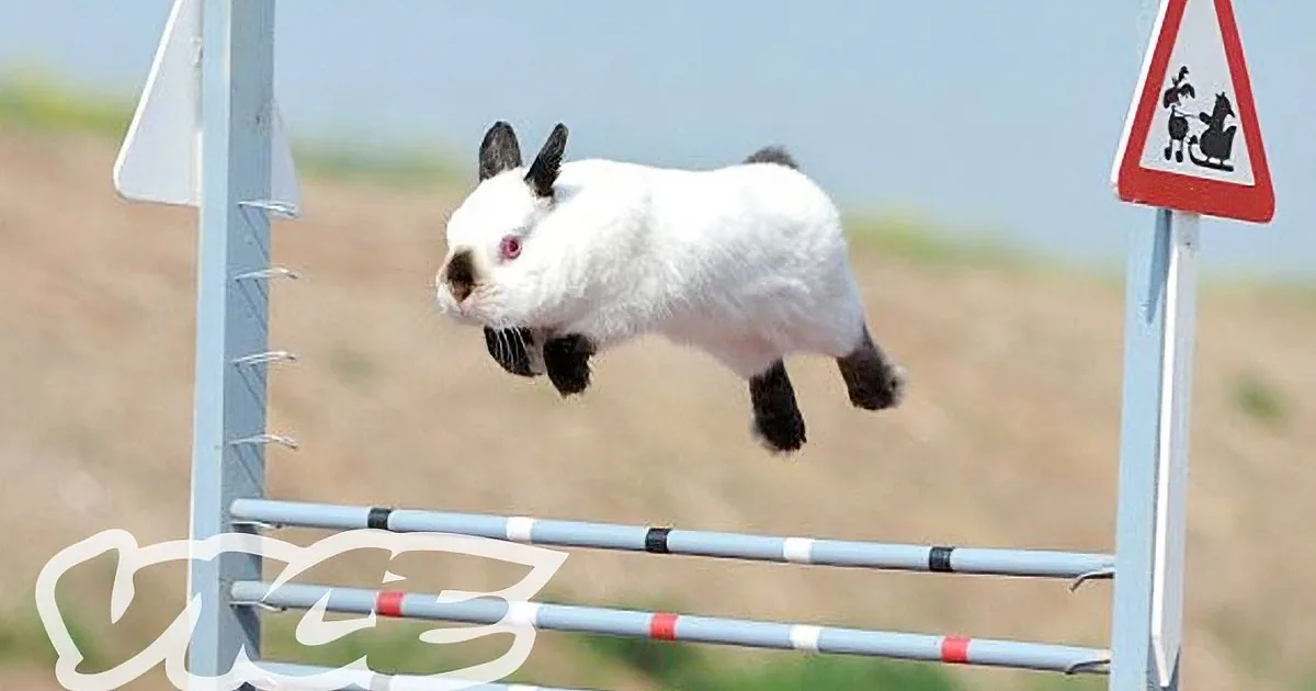 A white rabbit with black ears leaps over a hurdle in an outdoor setting.