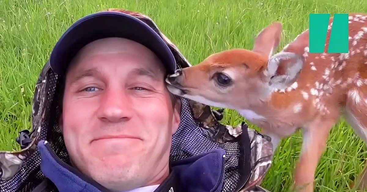 A man in camouflage gear and a cap is being nuzzled by a fawn in a grassy field.